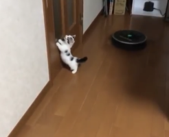 koneko
