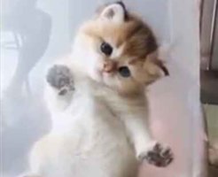 kawaikuteomoshiroinekotachi
