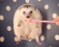 omoshiroiharinezumi