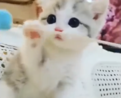 kawaiidoubutuakachantokushuu